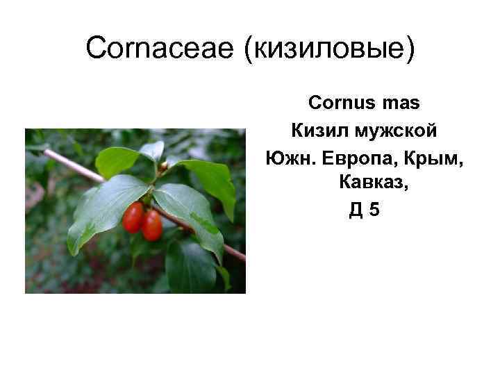 Cornaceae (кизиловые)    Cornus mas   Кизил мужской  Южн. Европа,