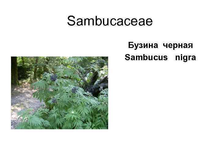 Sambucaceae   Бузина черная  Sambucus  nigra 