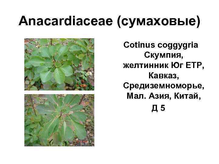 Anacardiaceae (сумаховые)    Cotinus coggygria     Скумпия,  