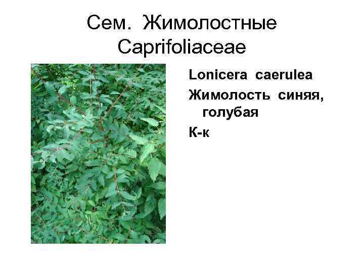 Сем.  Жимолостные  Caprifoliaceae   Lonicera caerulea   Жимолость синяя, 