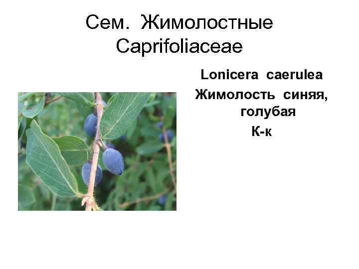 Сем.  Жимолостные  Caprifoliaceae  Lonicera caerulea  Жимолость синяя,   голубая