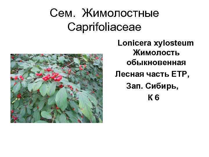Сем.  Жимолостные  Caprifoliaceae   Lonicera xylosteum   Жимолость  