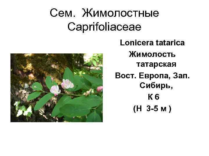 Сем.  Жимолостные  Caprifoliaceae  Lonicera tatarica    Жимолость  