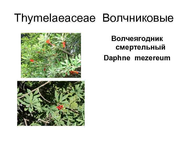 Thymelaeaceae Волчниковые   Волчеягодник    смертельный    Daphne mezereum