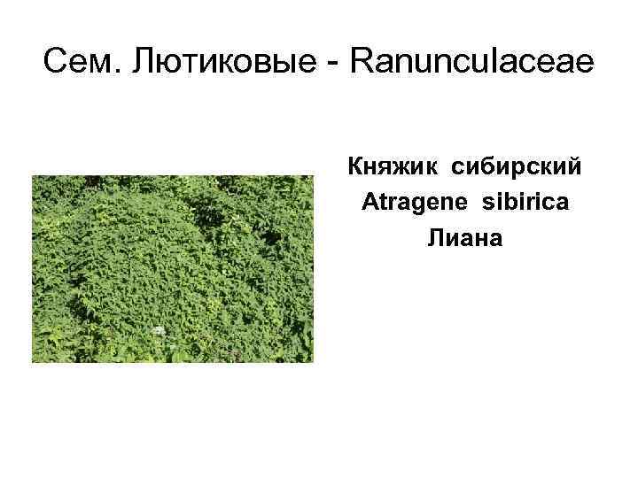 Cем. Лютиковые - Ranunculaceae   Княжик сибирский    Atragene sibirica 