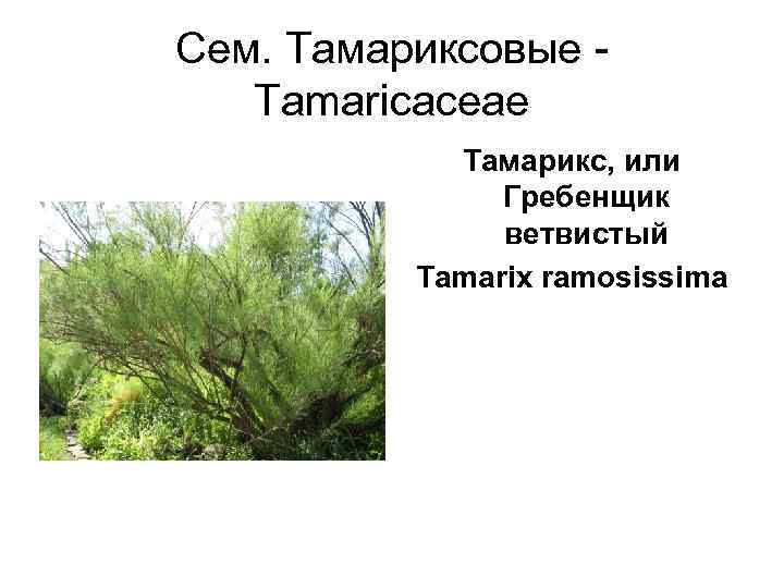 Сем. Тамариксовые -  Tamaricaceae   Тамарикс, или   Гребенщик  