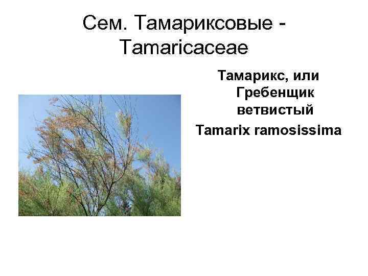 Сем. Тамариксовые -  Tamaricaceae   Тамарикс, или   Гребенщик  