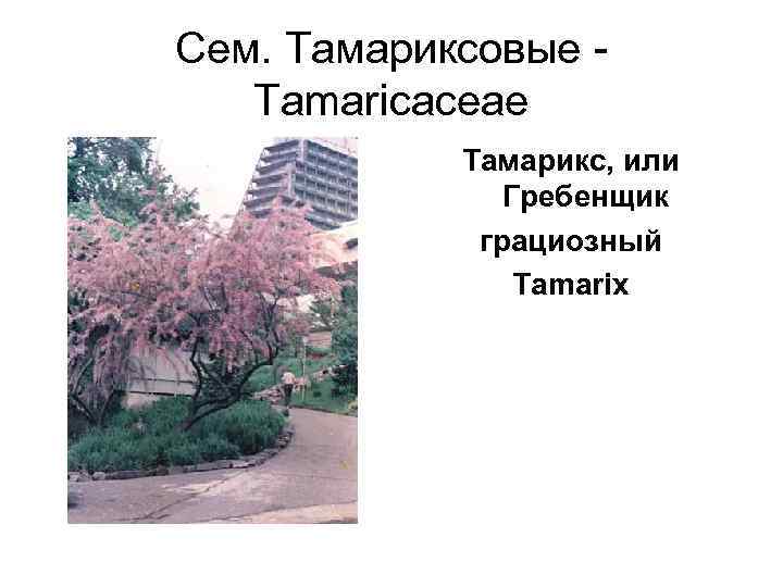 Сем. Тамариксовые -  Tamaricaceae   Тамарикс, или   Гребенщик  