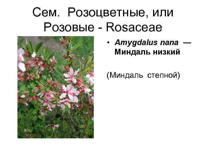 Cем.  Розоцветные, или  Розовые - Rosaceae   • Amygdalus nana —