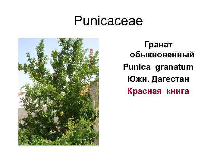 Punicaceae   Гранат  обыкновенный  Punica granatum   Южн. Дагестан 