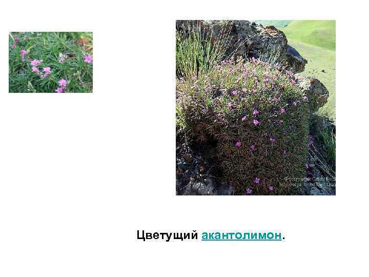 Цветущий акантолимон. 