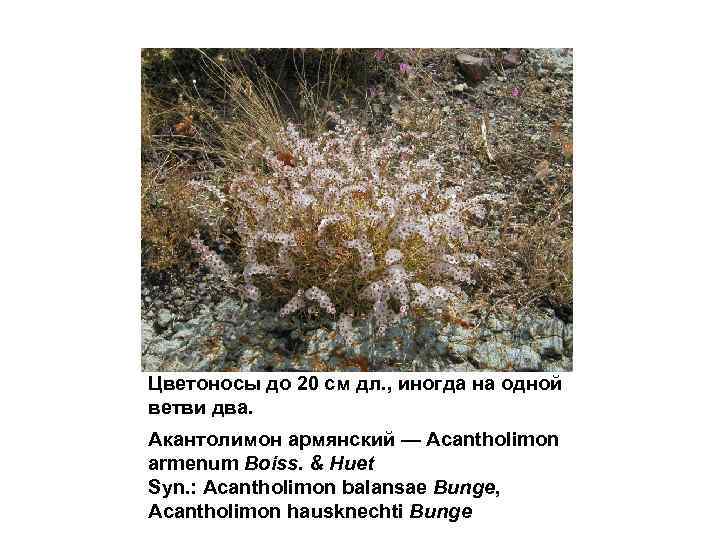 Цветоносы до 20 см дл. , иногда на одной ветви два. Акантолимон армянский —
