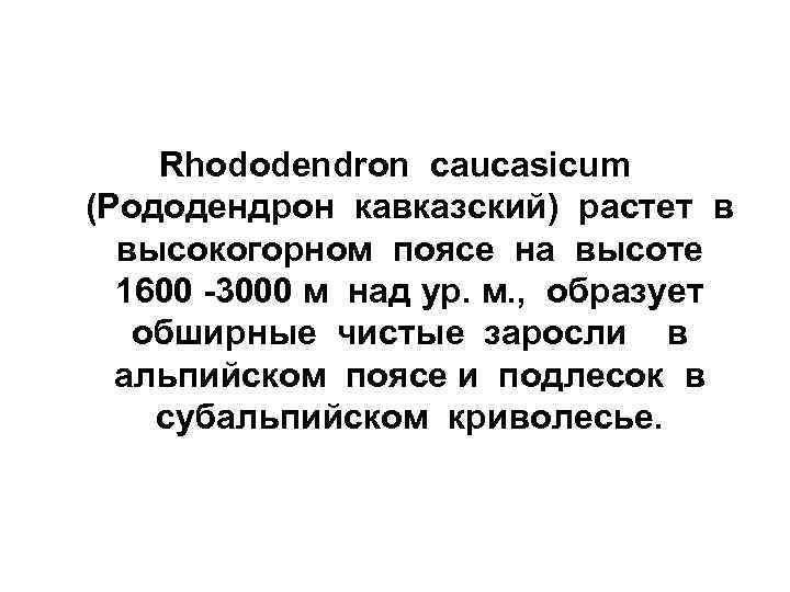   Rhododendron caucasicum  (Рододендрон кавказский) растет в высокогорном поясе на высоте 1600