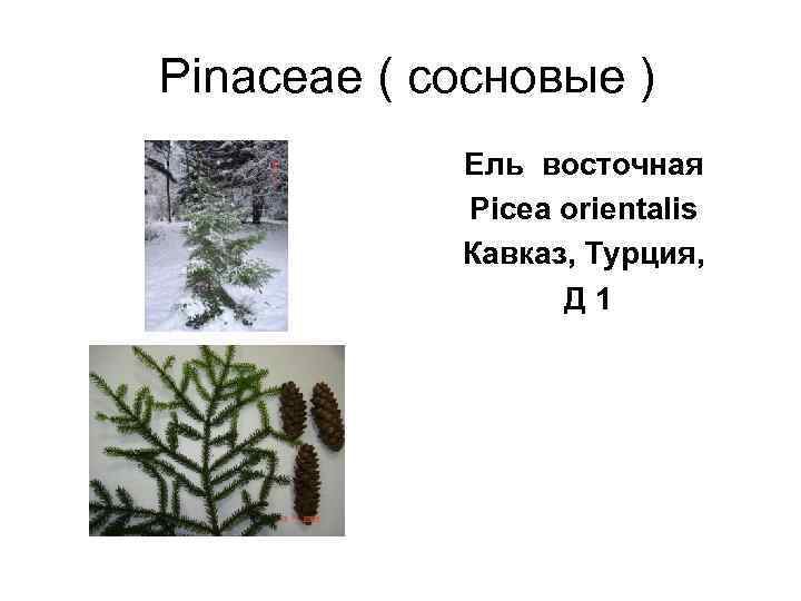 Pinaceae ( сосновые )   Ель восточная   Picea orientalis 