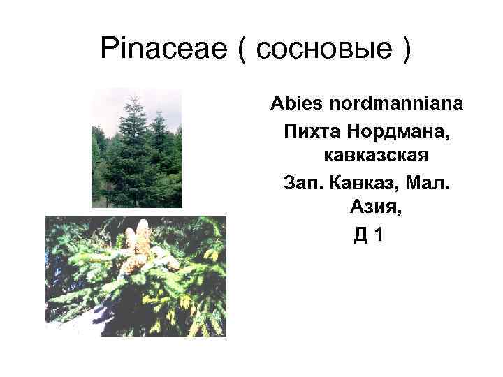  Pinaceae ( сосновые )   Abies nordmanniana    Пихта Нордмана,