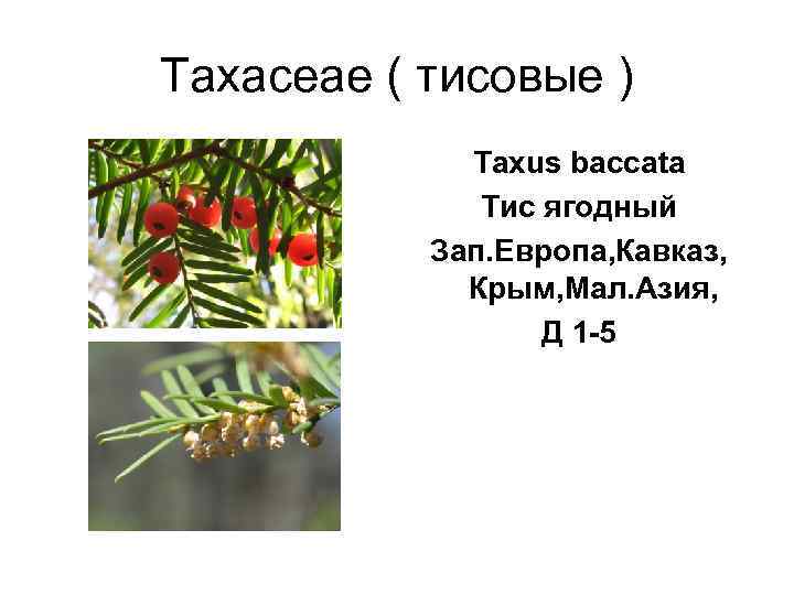 Taxaceae ( тисовые )   Taxus baccata   Тис ягодный  Зап.