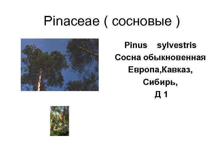  Pinaceae ( сосновые )   Pinus  sylvestris   Сосна обыкновенная