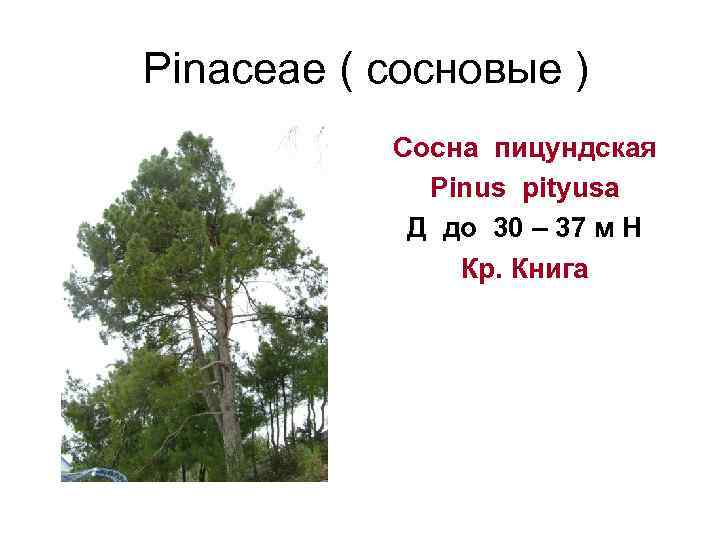  Pinaceae ( сосновые )   Сосна пицундская    Pinus pityusa