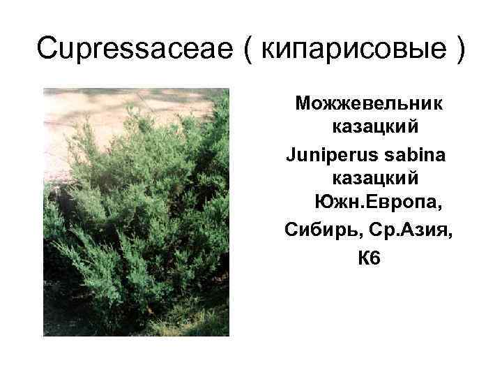 Cupressaceae ( кипарисовые )   Можжевельник    казацкий   Juniperus
