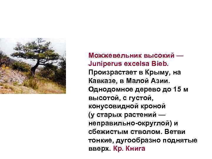 Можжевельник высокий — Juniperus excelsa Bieb.  Произрастает в Крыму, на Кавказе, в Малой