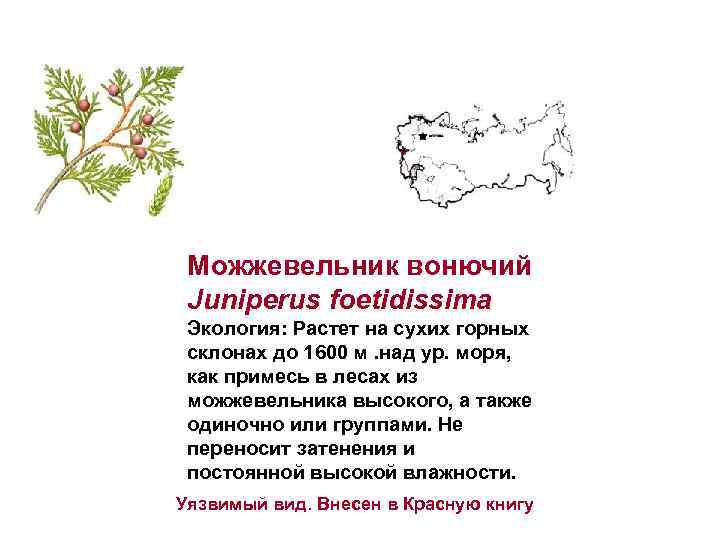  Можжевельник вонючий Juniperus foetidissima Экология: Растет на сухих горных  склонах до 1600