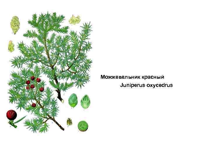 Можжевельник красный   Juniperus oxycedrus 