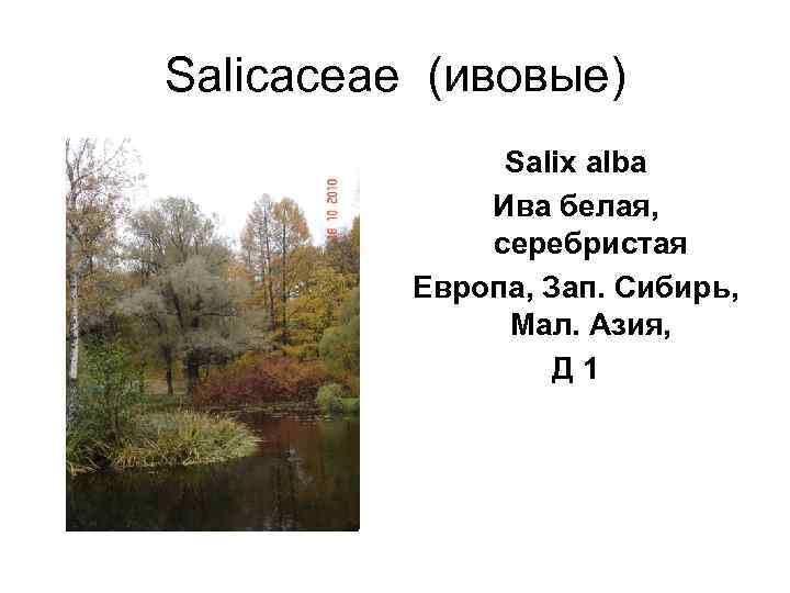 Salicaceae (ивовые)    Salix alba    Ива белая,  