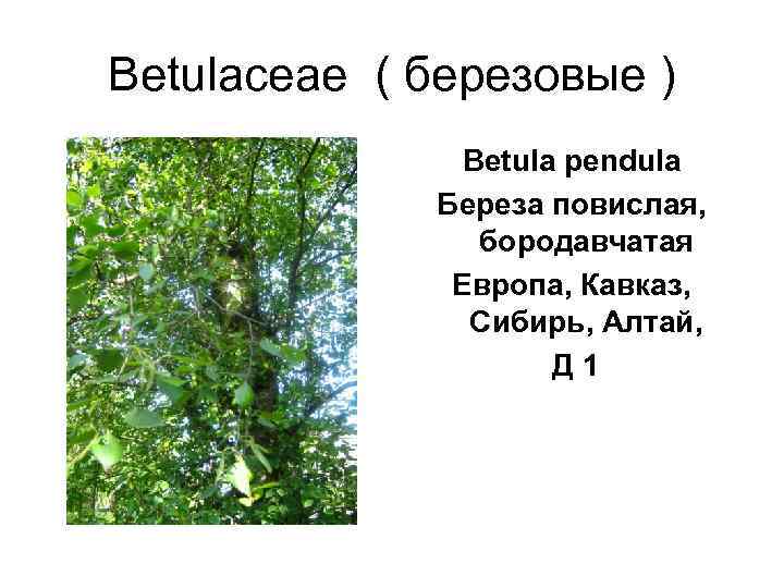 Betulaceae ( березовые )    Betula pendula    Береза повислая,