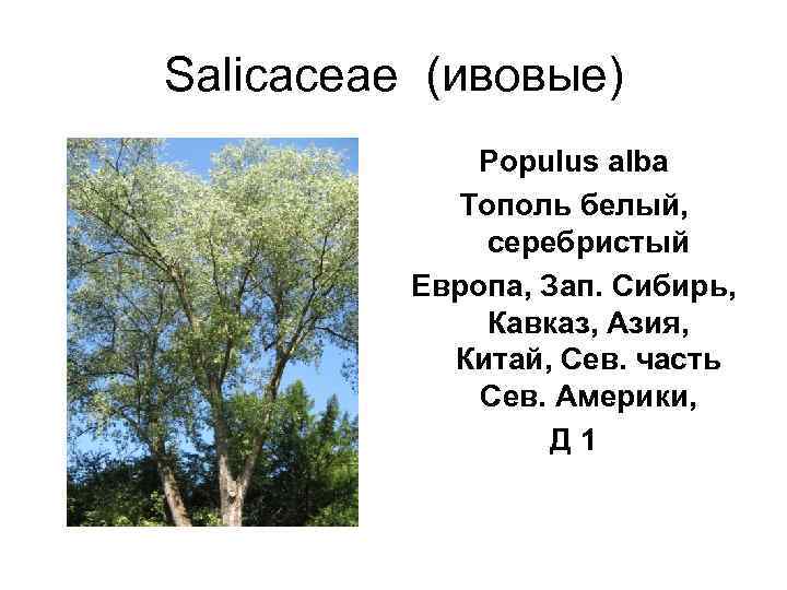 Salicaceae (ивовые)    Populus alba   Тополь белый,   серебристый