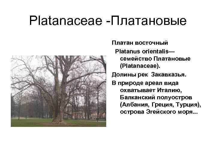 Platanaceae -Платановые   Платан восточный    Platanus orientalis—   