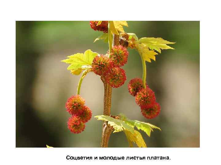 Соцветия и молодые листья платана. 