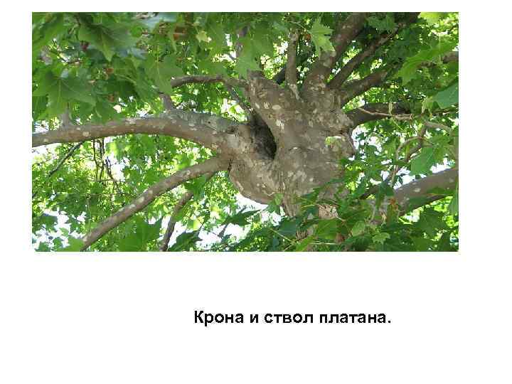 Крона и ствол платана. 