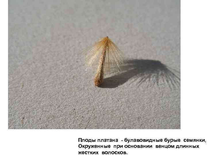Плоды платана - булавовидные бурые семянки,  Окруженные при основании венцом длинных жестких волосков.