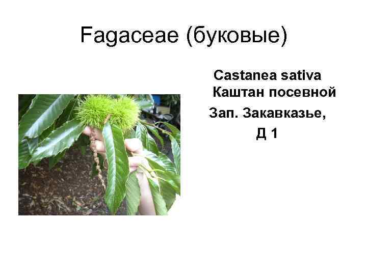 Fagaceae (буковые)   Castanea sativa   Каштан посевной  Зап. Закавказье, 