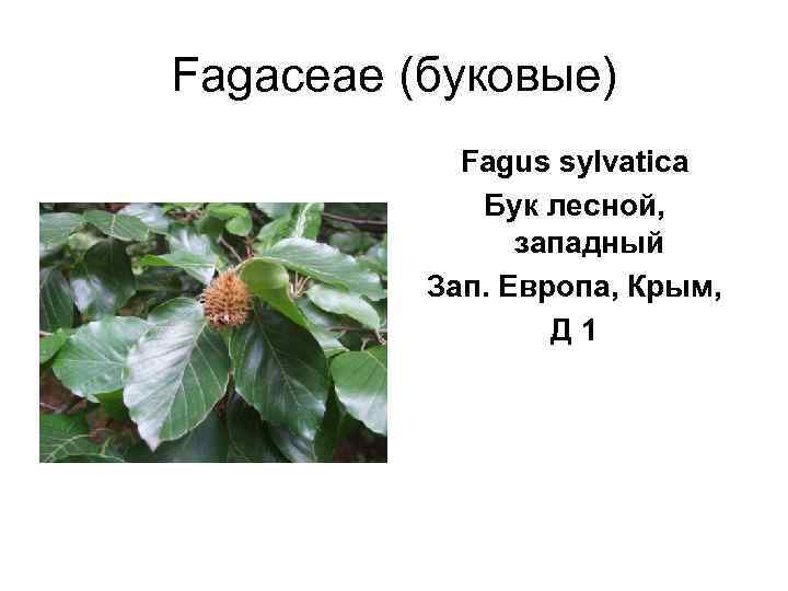 Fagaceae (буковые)   Fagus sylvatica    Бук лесной,   