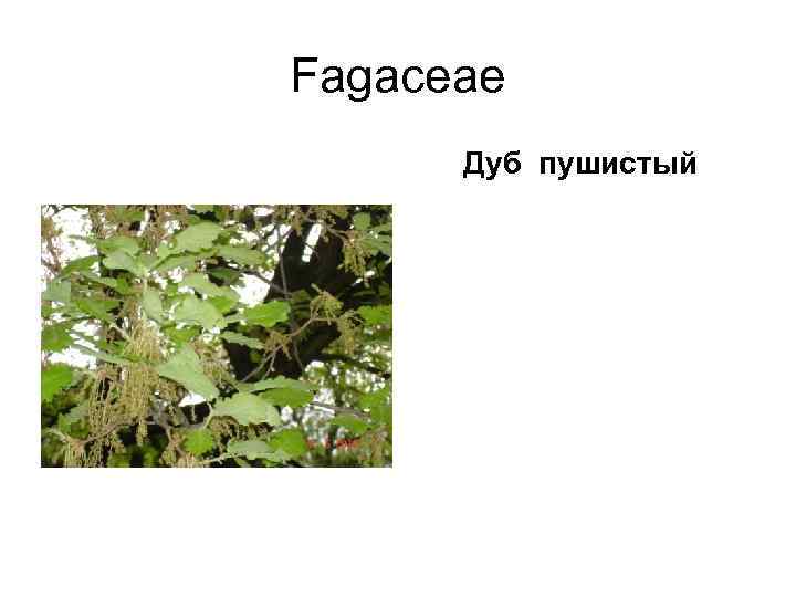 Fagaceae  Дуб пушистый 