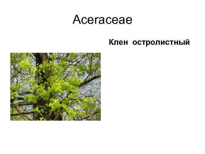 Aceraceae Клен остролистный 