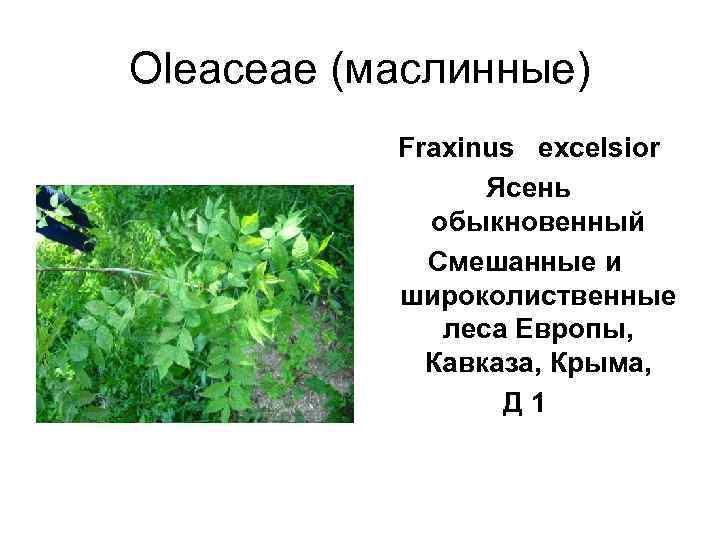 Oleaceae (маслинные)   Fraxinus  excelsior     Ясень  