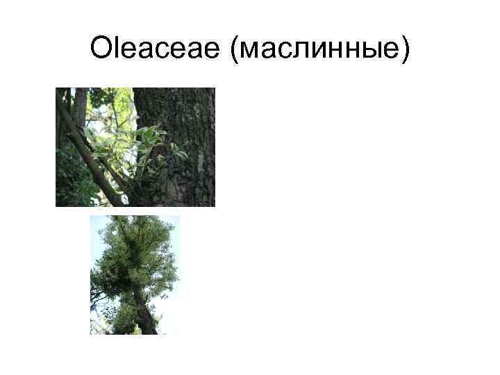 Oleaceae (маслинные) 