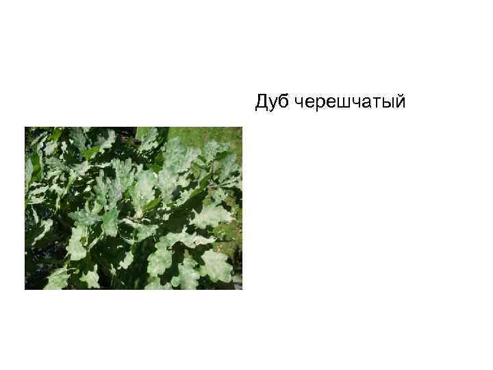 Дуб черешчатый 