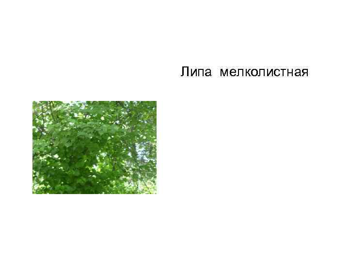 Липа мелколистная 