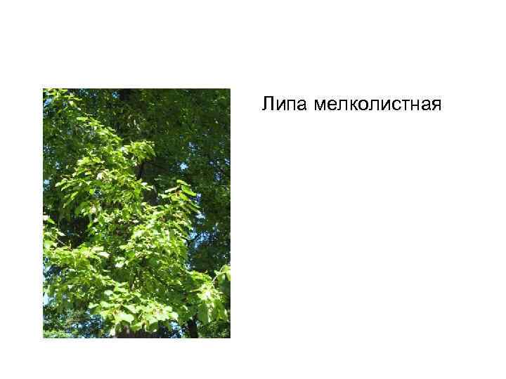 Липа мелколистная 