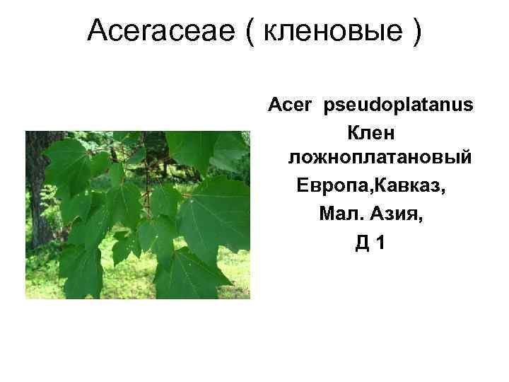 Aceraceae ( кленовые )   Acer pseudoplatanus     Клен 