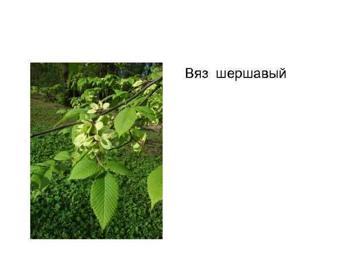 Вяз шершавый 