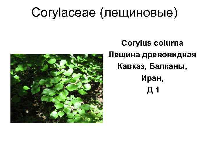 Corylaceae (лещиновые)    Corylus colurna   Лещина древовидная   Кавказ,
