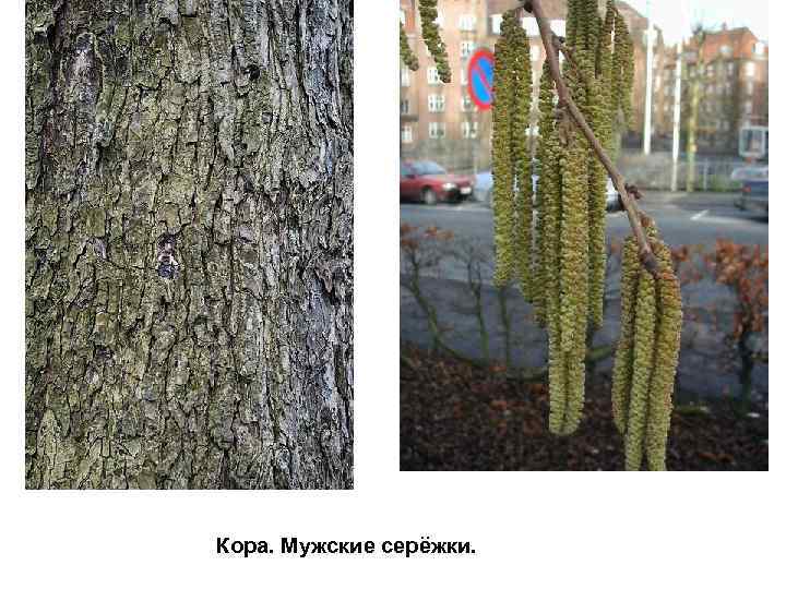 Кора. Мужские серёжки. 