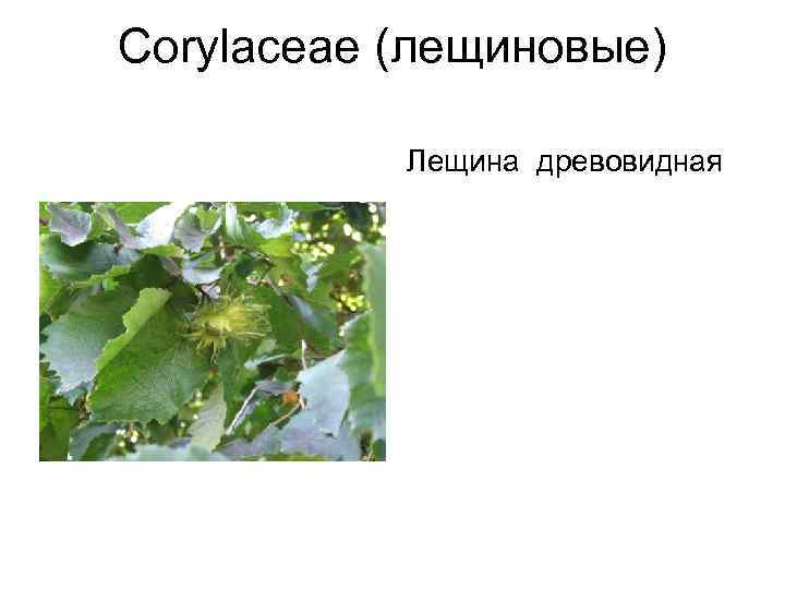 Corylaceae (лещиновые)   Лещина древовидная 