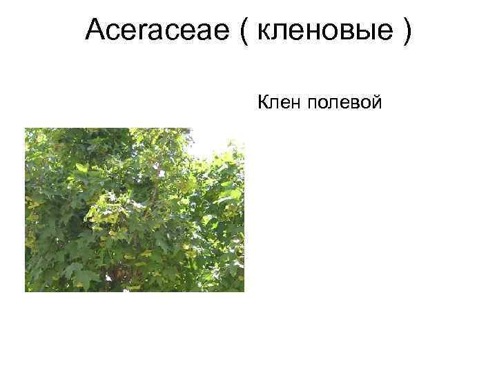 Aceraceae ( кленовые )   Клен полевой 