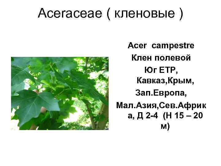 Aceraceae ( кленовые )    Acer campestre    Клен полевой