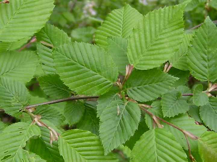 Граб обыкновенный 